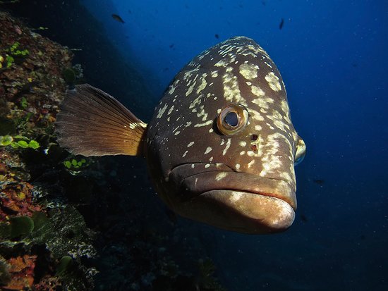 our-friendly-grouper